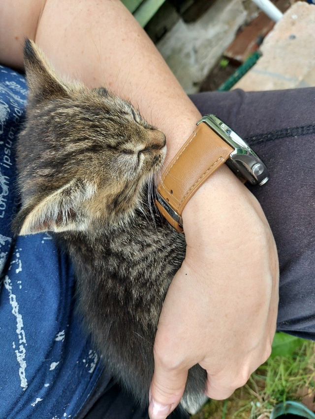 Котята в добрые руки - почти бенгалы, но без кредита Сан...