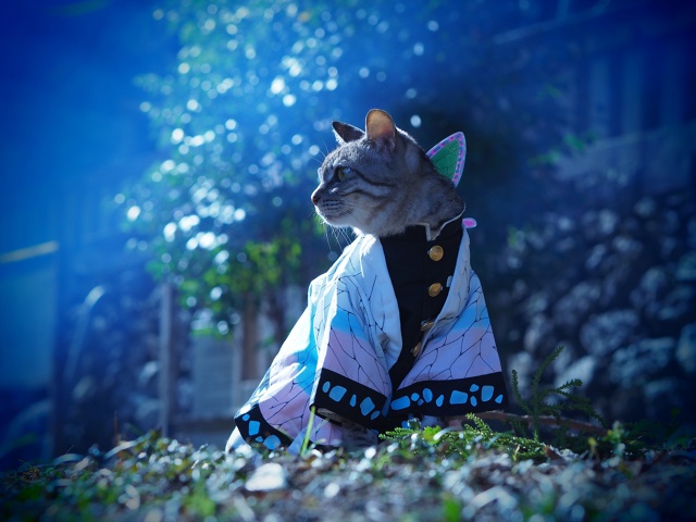 #косплей #Kimetsu_no_Yaiba / Клинок, рассекающий демонов
Котей?...