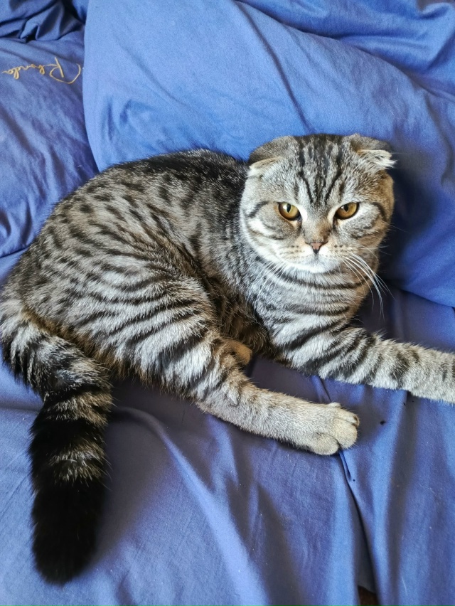 06.08.2025 Потерялся котик (метис британец)!!! г. Отрадное, л/?...