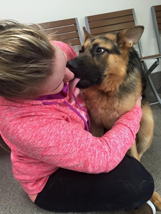 Немецкая овчарка по кличке Quasimodo — одна из всего лишь 12...