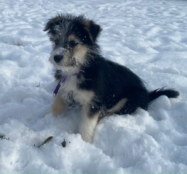 Ищем дом для этой малышки.
Девочка, примерно 3 месяца. Б?...