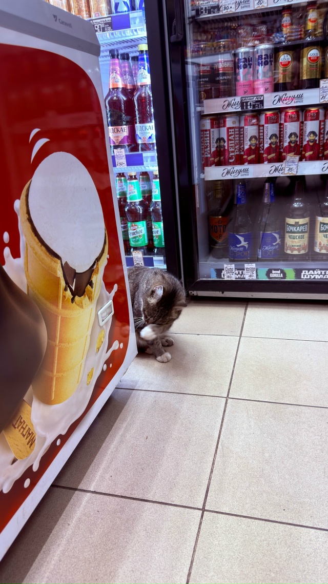 На Невской 9, в магазине 24 часа, около смайла пришла кош?...