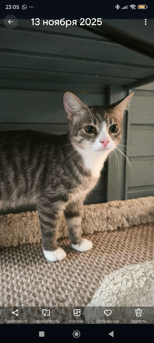 Вася, супер кошечка, 4-5 месяцев, спасена с верхней 18 , ка?...