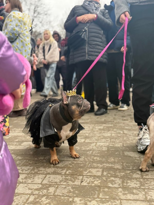 Мимиметр зашкаливает: в Воронцовском парке Москвы устроили парад французских бульдогов.
Пёсики в на