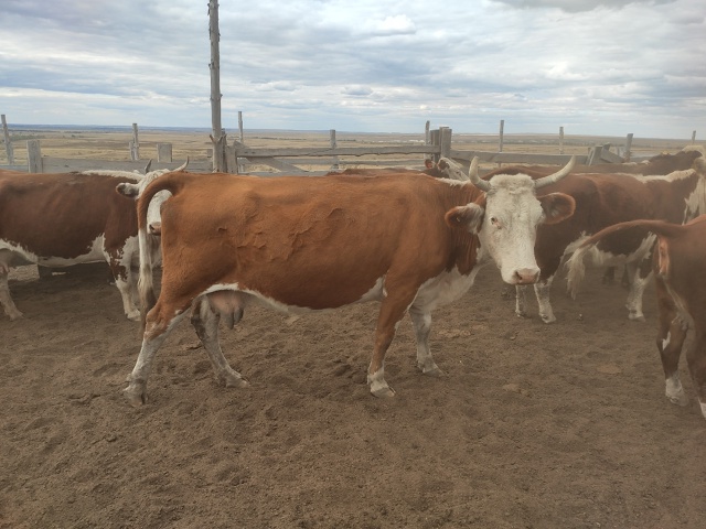 Продаются стельные коровы:
Симентальская 3г- 80т.
Белого...