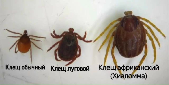 🕷️В России появились клещи-мутанты, которые могут пр?...
