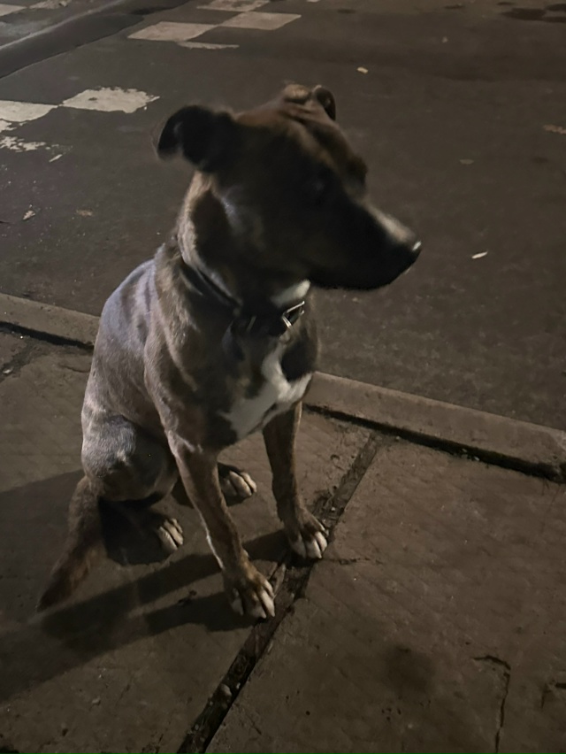 Чей кобель ? Бегает видно, что потерялся.
Очень ласковы...