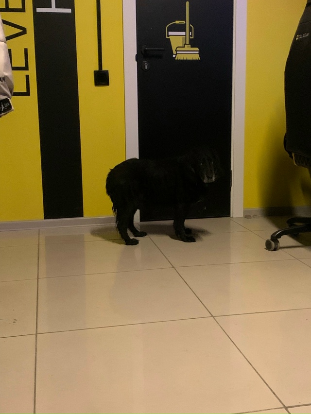 Никто не терял собаку, пришла в клуб Colizeum