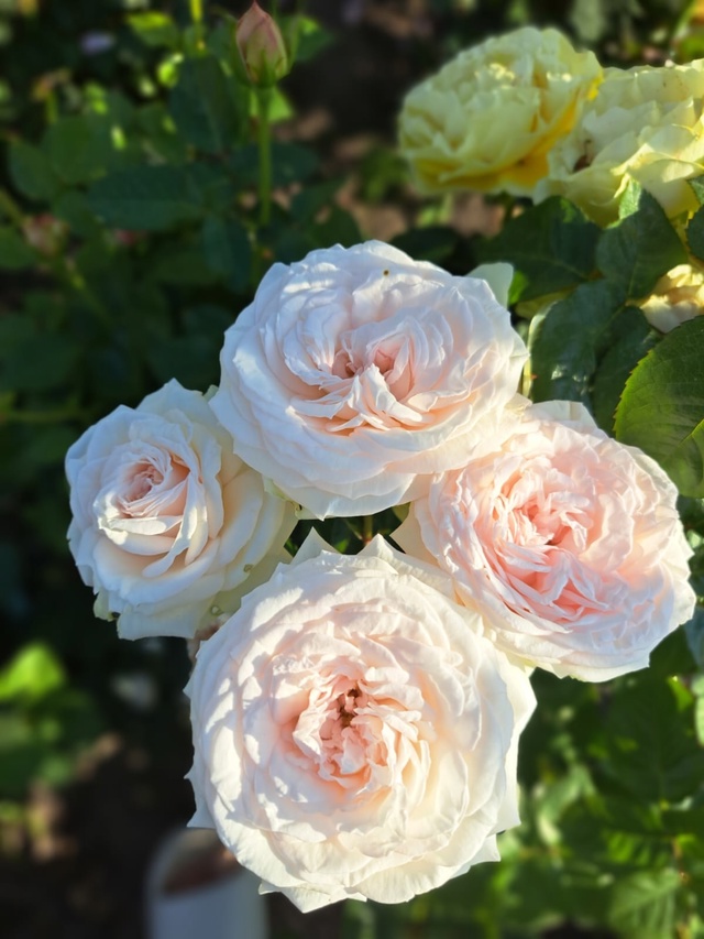 🌹 Юлькины Розы – вдохновение, выращенное с любовью 🌹...