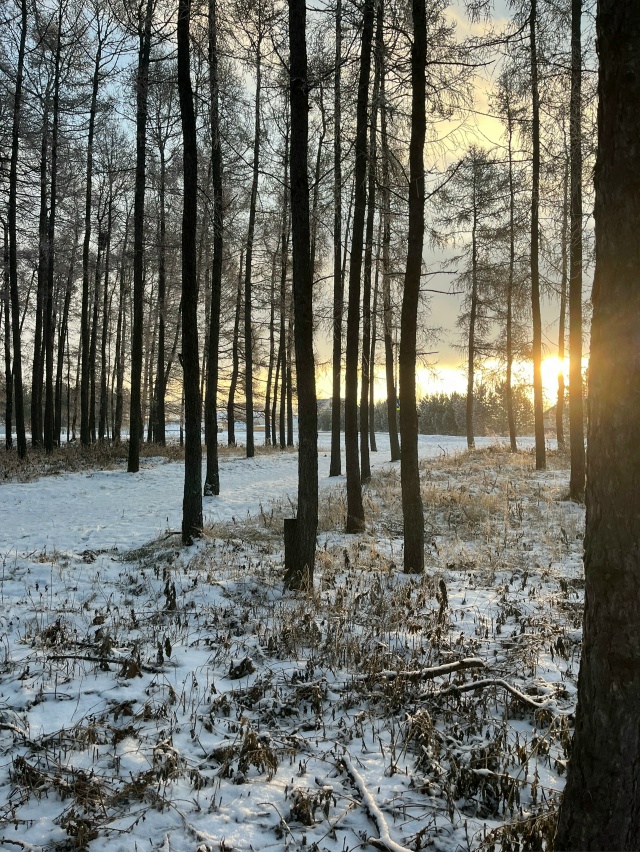 Застрял кот на дереве недалеко от входа в парк возле въ...
