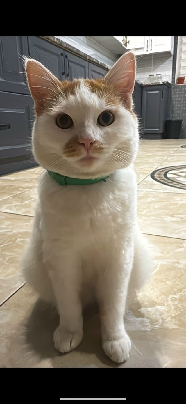 Потерялся кот, помогите найти.
Ушел из дома 3 дня назад, ...