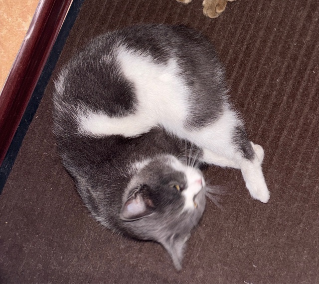 Пропала кошка. Может быть где-то в районе жд и авто вокз...