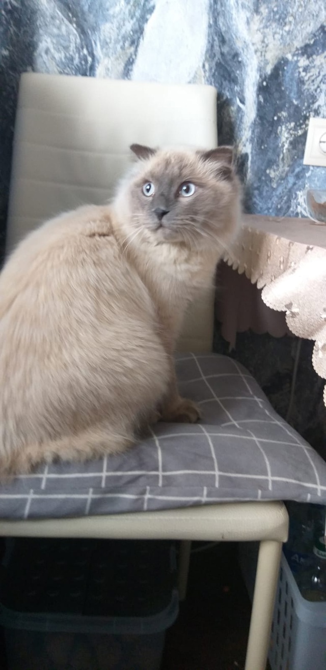 Чья потеряшка, сегодня на Ленина 15 собаки ее гоняли, по?...