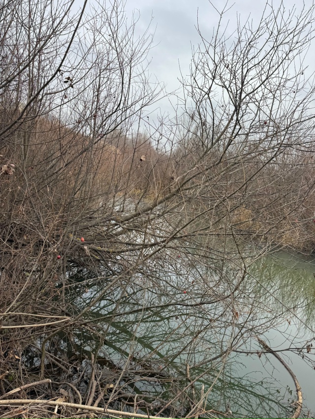 ? Бобры стали причиной затопления садовых участков Н?...