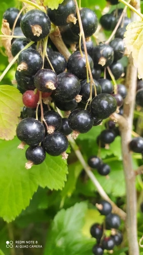 ⚠🍓⚠🍓⚠🍓⚠🍓⚠🍓 Жители г Лангепас!!! 12 августа завоз...
