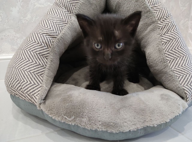 Ищет дом маленький котеночек!
Малышу всего около меся?...