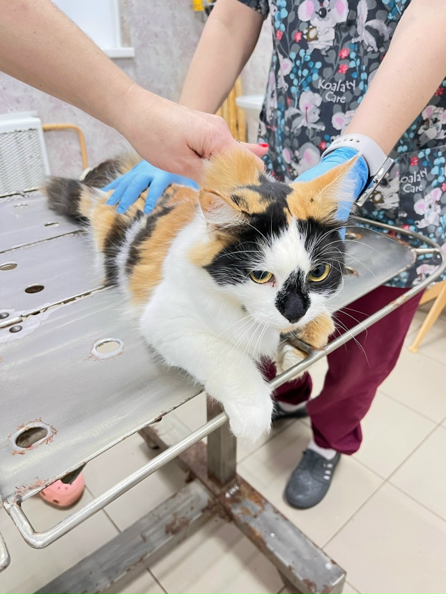 Доброго дня !
Чья потеряшка ,нашли на энергетиков 8 б
На...