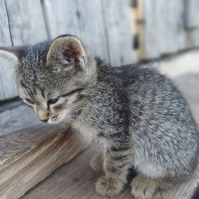 Добрый день! 5 котят ищут дом. От двух разных кошечек. Во...