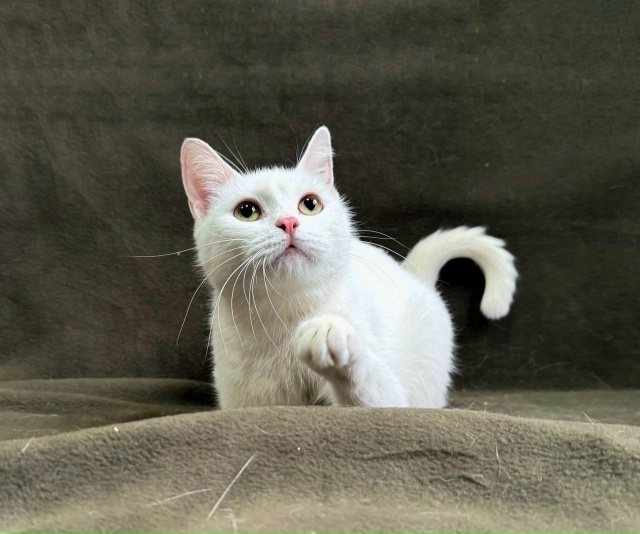 Г. Можайск, Г. Наро-Фоминск,МО
Рады Вам представить наши...