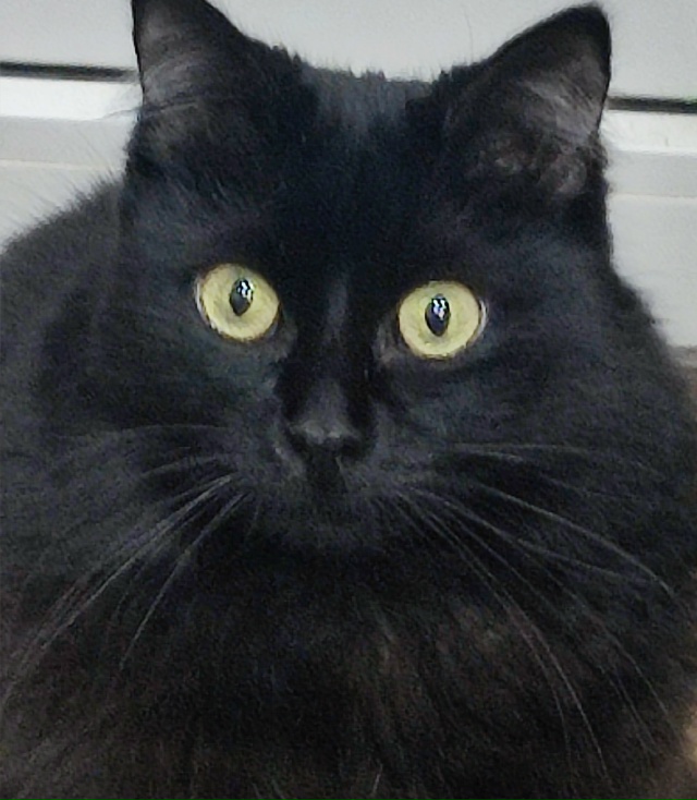 изображает сову