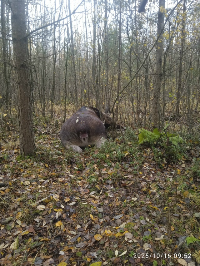 В метрах 200 от магазина светофор по правой стороне лежи...