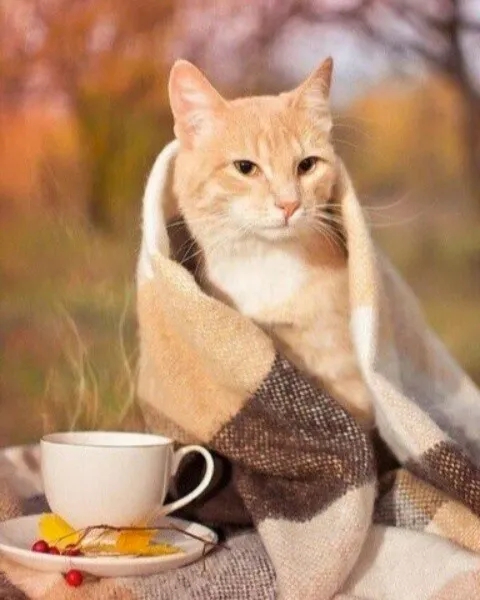 Доброе и осеннее 😃☕