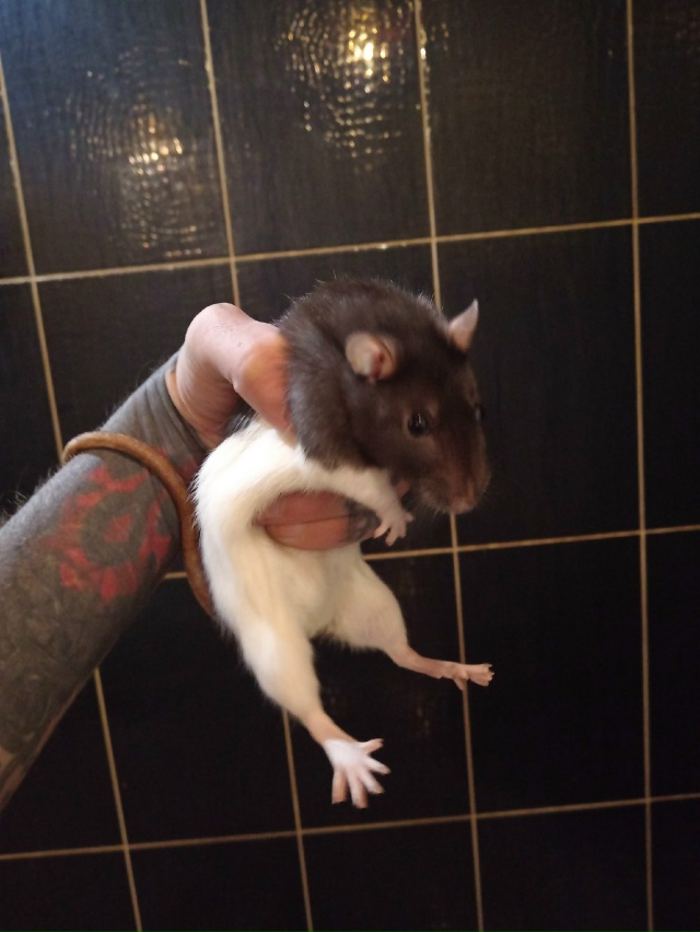 В связи с обстоятельствами вынужден отдать 4х крыс. Все...