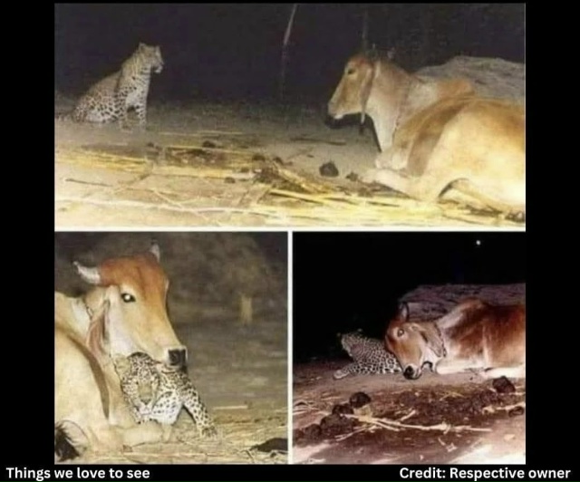 В Гуджарате один человек купил корову. Ночью он услыша?...
