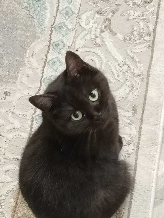 Пропала кошка территориально переулок Приморский. Во?...