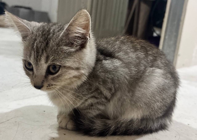 Отдам котят в добрые руки, приучены к лотку, домашние, в...