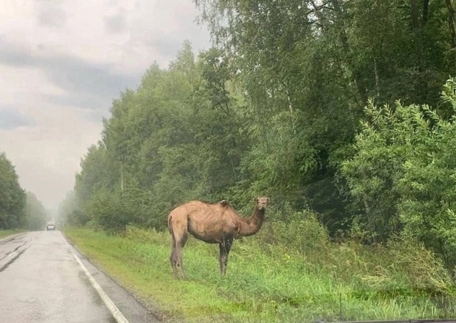Верблюда заметили возле Сергиева Посада