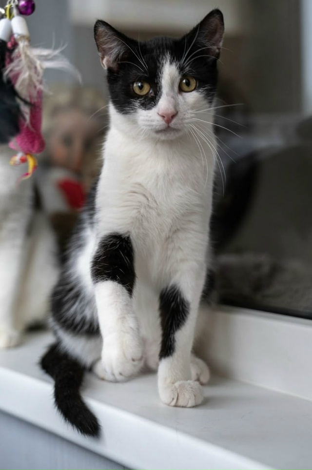 Санкт-Петербург!
Этого котёнка успели спасти! Родился ...