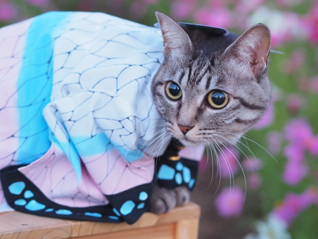 #косплей #Kimetsu_no_Yaiba / Клинок, рассекающий демонов
Котей?...
