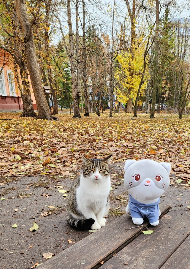 🍂 🍁 Осень 🍂
#КотМодиВхудиОмода