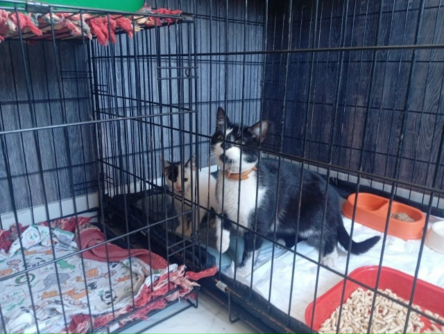 🥺Судьба курского приюта «Право жить» под угрозой — о?...