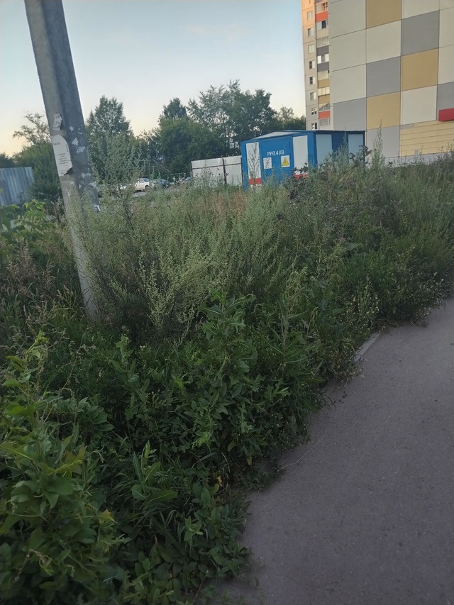 Ленина 41. С самой весны ничего не косится, не убирается....