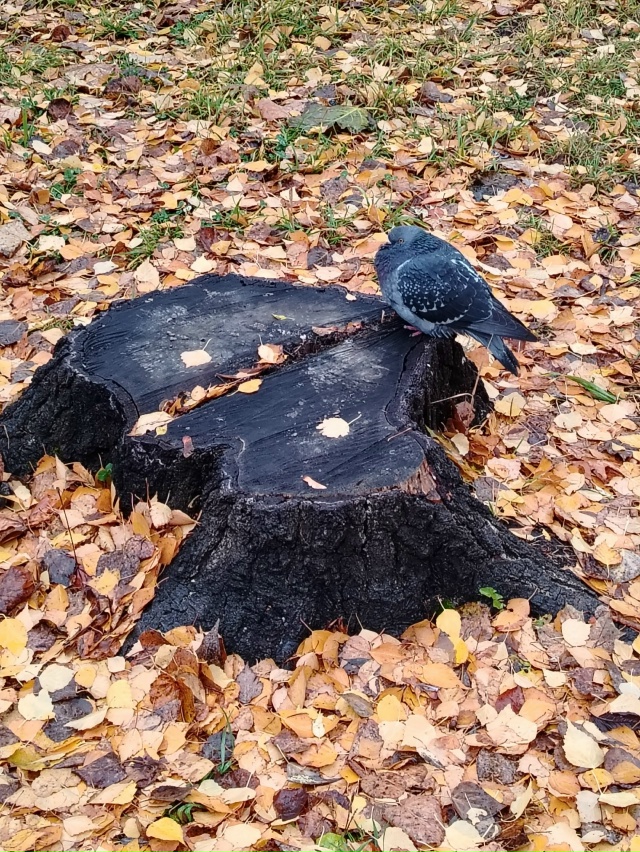 А дождь идёт а дождь идёт...