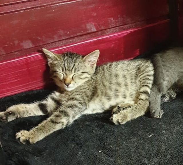 Варвара- краса, раскосые глаза, ИЩЕТ ДОМ‼️
Котеночек ?...