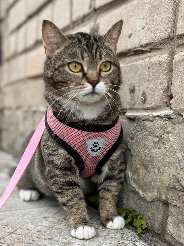 🐾 Ищет дом кошка ДУСЯ! 🐾
Познакомьтесь с Дусей — неж?...