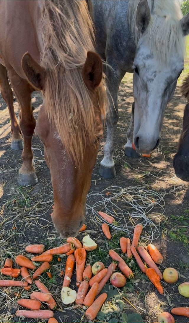 Украли лошадей!!! 05.11.2025 Тульская область,Одоевский рай...