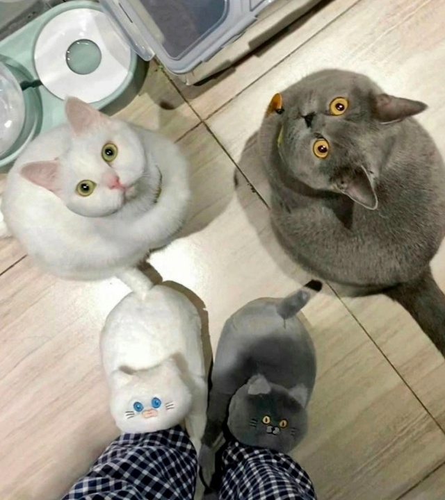 А тапочки то крутые