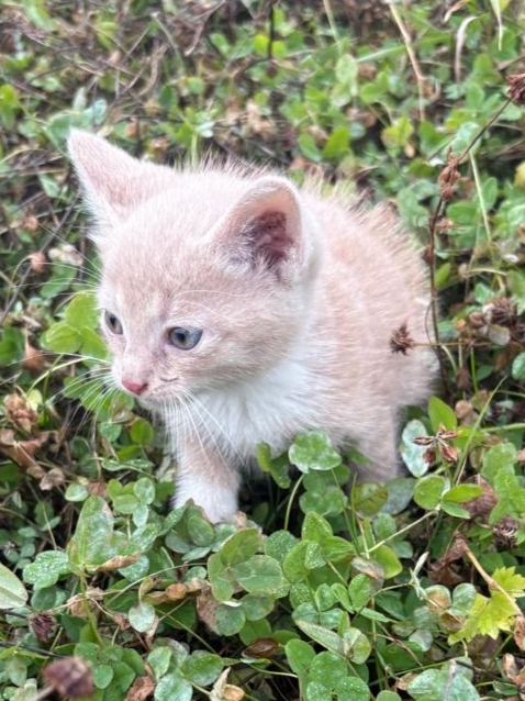 СПб и Лен.обл
Срочно нужен дом для котёнка.Мальчик 1,5 ме...