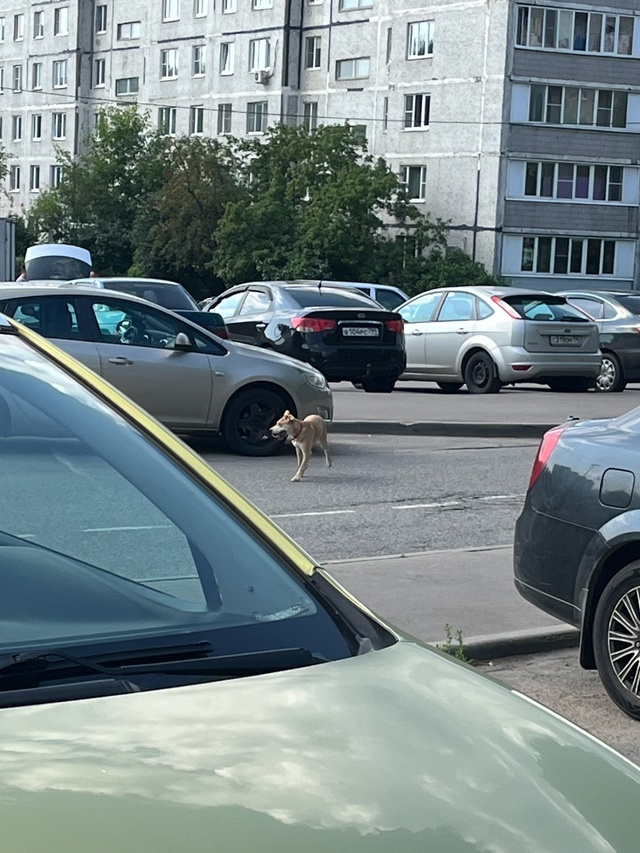 Здравствуйте!
Опубликуйте пожалуйста!
Бегал сегодня у?...