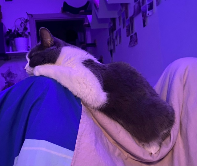 Мурёночка полюбила спать в корзине для белья. А так же ?...