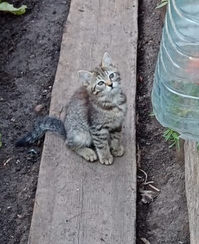 Очень хочется найти добрые ручки двум очаровательным ?...