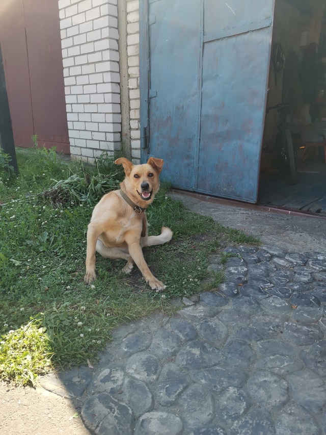 Чей потеряшка? С ошейником. Сегодня пришёл. Стрелецкая,...