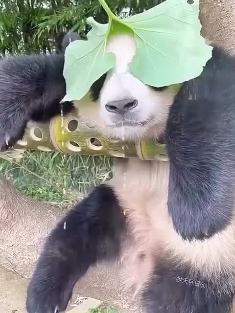Чувствуется точно, что он радуется.