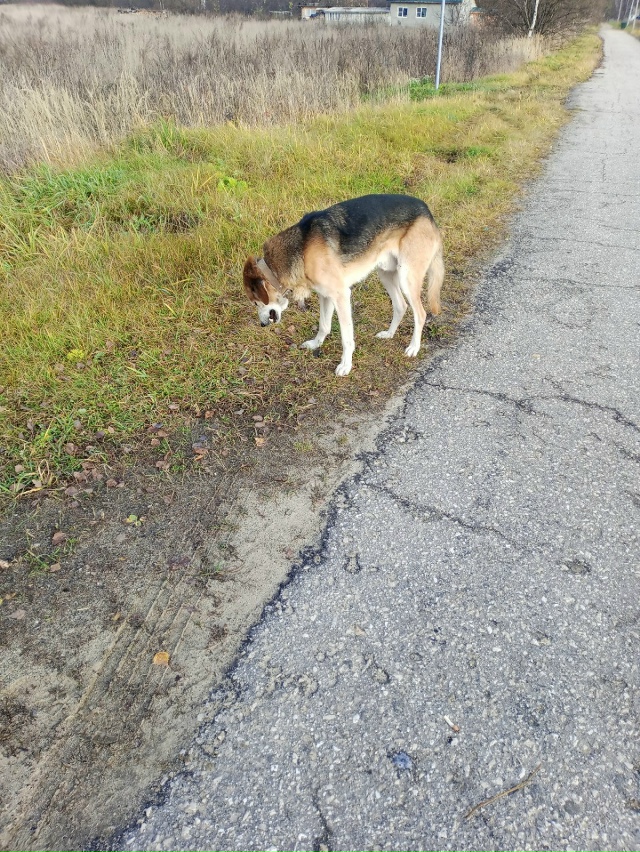 По трассе вдоль Богородского бегает кобель, прихрамыв?...