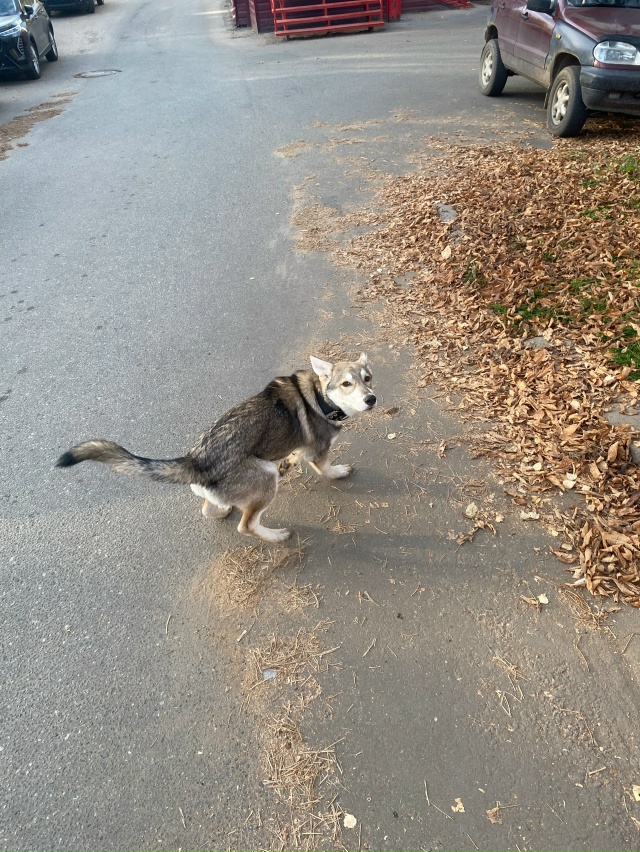 Чей потеряшка, бегает у завода Вэлконт