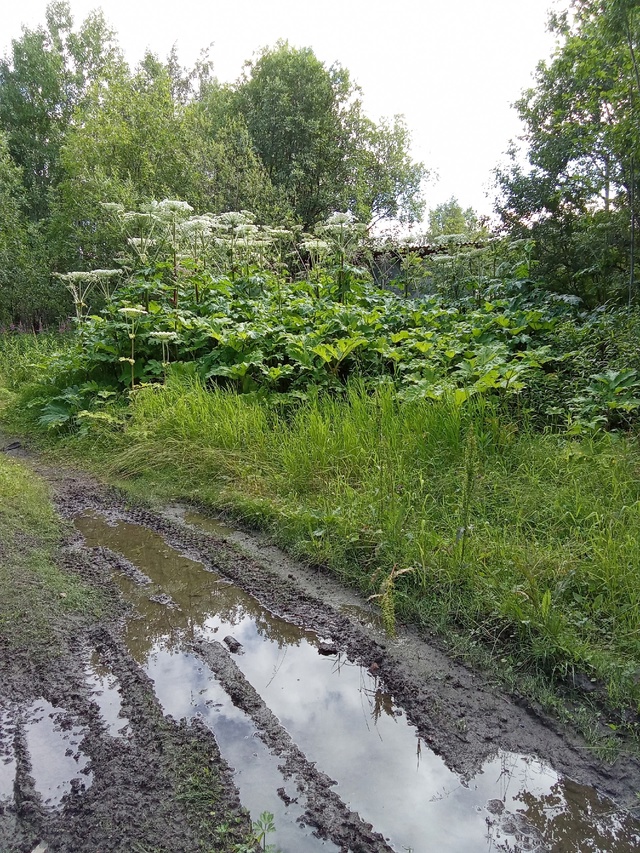 Анонимно За 14 садиком растёт вот такой борщевик